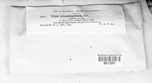 Hydnoporia olivacea image